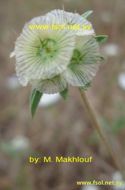 Scabiosa calocephala Boiss.